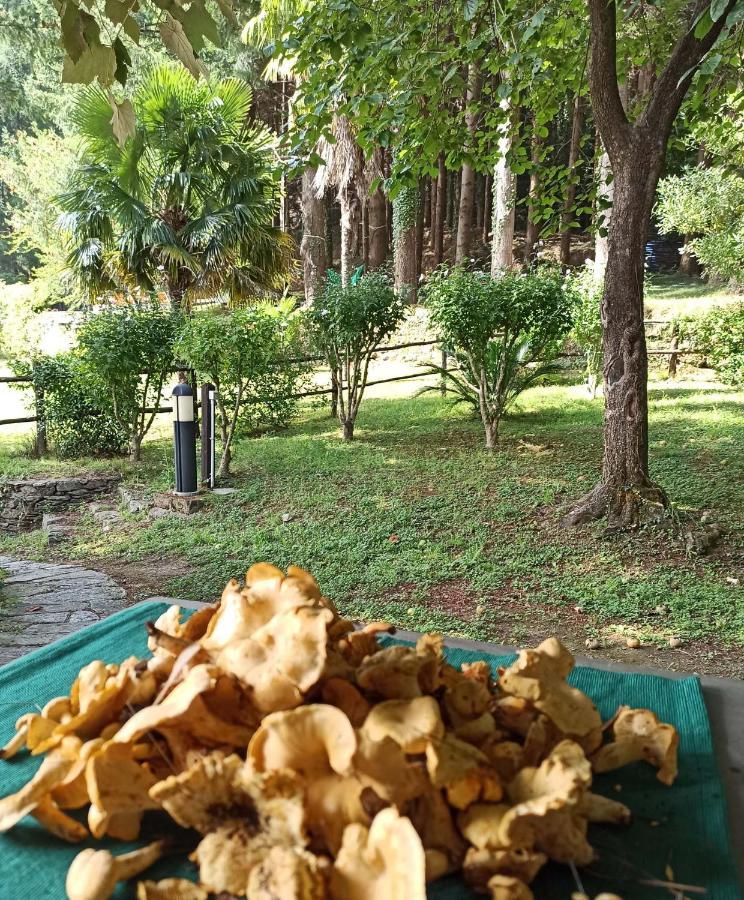 Il Bosco Di Campo Marzano Rooms & Apartments Borzonasca Kültér fotó